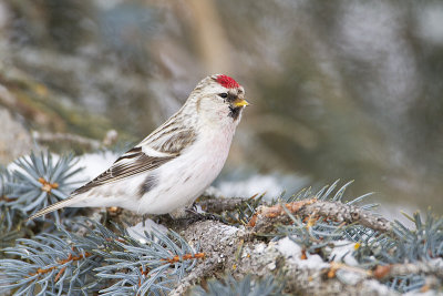 hoary redpoll 030511_MG_7817