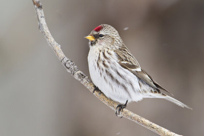 common redpoll 030511_MG_7542