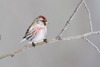 common redpoll 030511_MG_7797