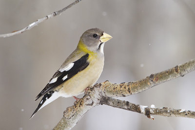 evening grosbeak 030511_MG_7919