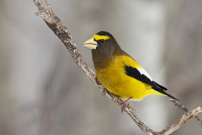evening grosbeak 030511_MG_7957