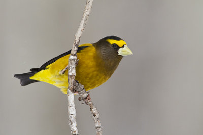 evening grosbeak 030511_MG_8094