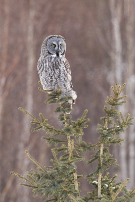great gray owl 030511_MG_8320