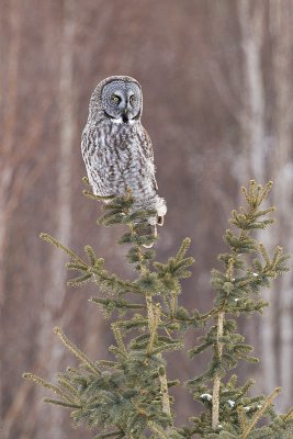 great gray owl 030511_MG_8320