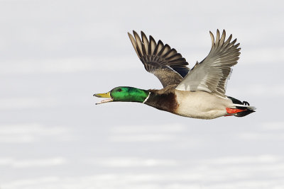 mallard 031411_MG_2379