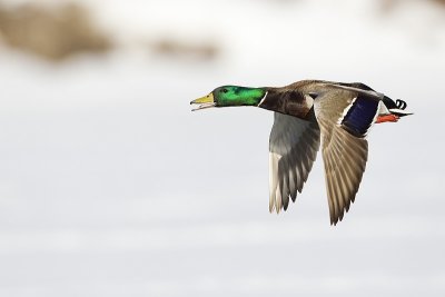 mallard 031411_MG_2052