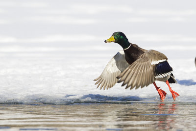 mallard 031411_MG_1927