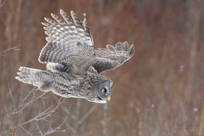 great gray owl 031211A16T0407