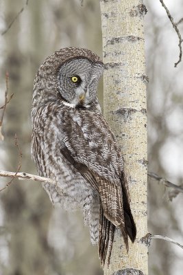 great gray owl 031211A16T0312