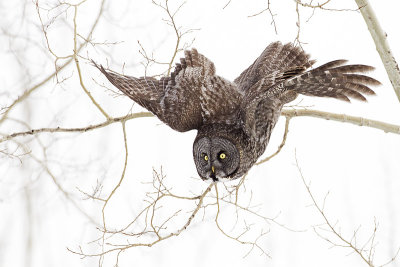 great gray owl 031211A16T0100