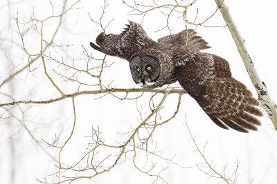 great gray owl 031211A16T0099