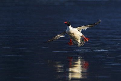 common merganser 031411_MG_2608