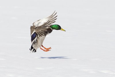 mallard 031811_MG_0441