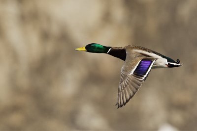 mallard 031811_MG_0354