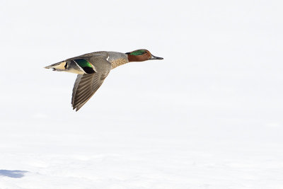 green-winged teal 031811_MG_0304