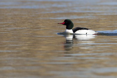 common merganser 031811_MG_0506