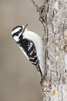 downy woodpecker032011_MG_2606