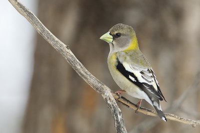 evening grosbeak 032011_MG_1454