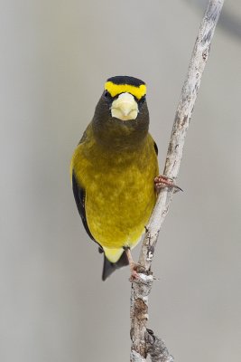 evening grosbeak 032011_MG_1574