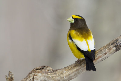evening grosbeak 032011_MG_1644