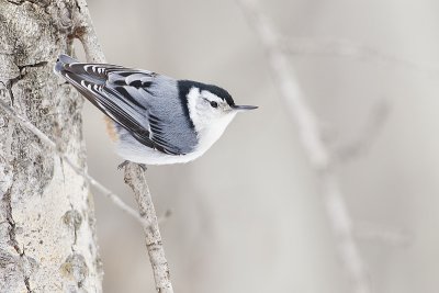 white-breasted nuthatch 032711_MG_1587