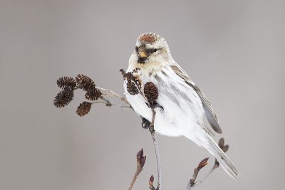 hoary redpoll 032711_MG_1959