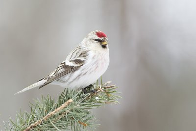 hoary redpoll 032711_MG_1532