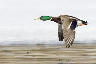 mallard 033111_MG_2819