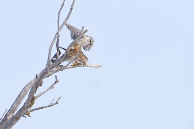 merlins 040311_MG_8652