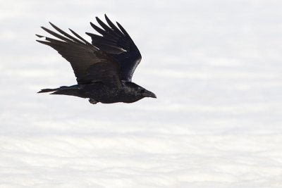 common raven 040311_MG_5547