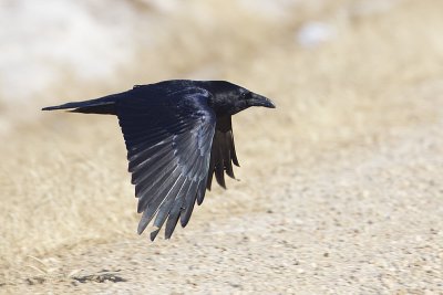 common raven 040311_MG_5558
