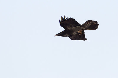 common raven 040311_MG_5687
