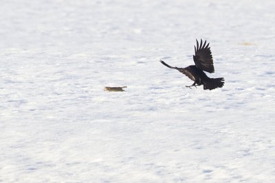 common raven 040311_MG_5728