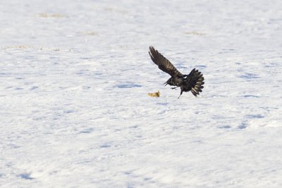 common raven 040311_MG_5746