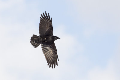 American Crows