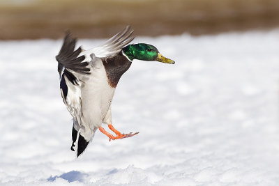 mallard 040611_MG_7974