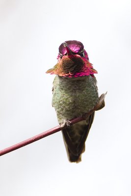 anna's hummingbird 040911_MG_0298