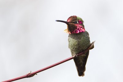 anna's hummingbird 040911_MG_0295