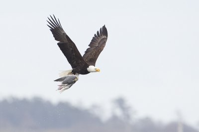 bald eagle 040911_MG_0761