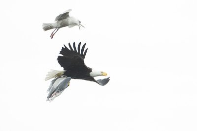 bald eagle 040911_MG_0788