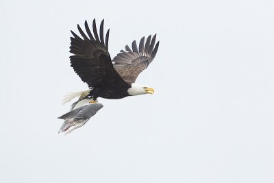 bald eagle 040911_MG_0801