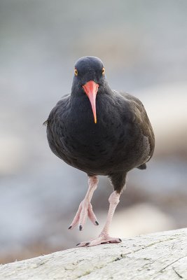 black oystercatcher 040811_MG_9070