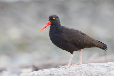 black oystercatcher 040811_MG_9238