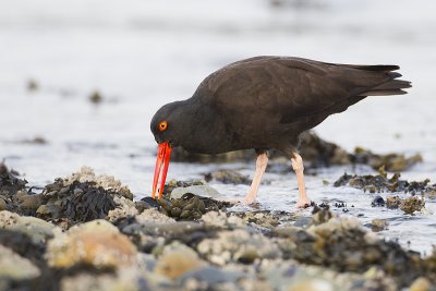 black oystercatcher 040811_MG_9497