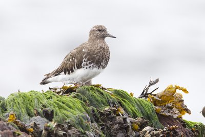 black turnstone 040911_MG_0451