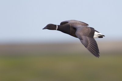 brant 040811_MG_9717