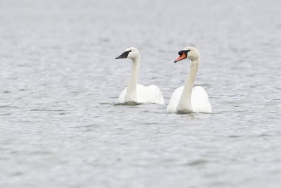 trumpeter & mute swans 040911_MG_0929
