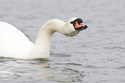mute swan 041011_MG_1234