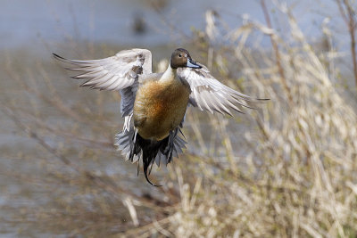 northern pintail 040811_MG_8652