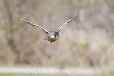 northern pintail 040811_MG_8672